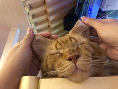 -猫小院猫主题咖啡厅(北锣店)