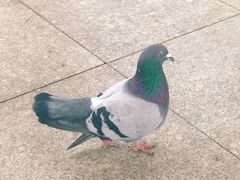 -龙口南山旅游景区