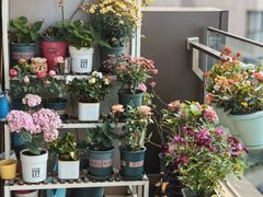 -双季花艺园艺市场(浦东店)