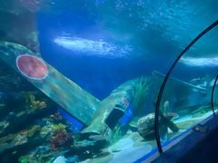 -北海海底世界