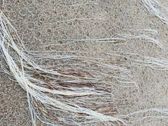 -北戴河东海水浴场