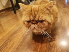 -猫友咖啡店(玉林西路店)
