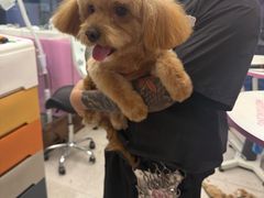 -FAELING PETS美天灵宠物(富力广场店)