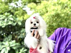 -鑫艺宠物美容培训学校