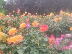 -莲花池公园
