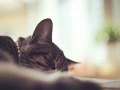 android_upload_pic-海边的猫和咖啡馆