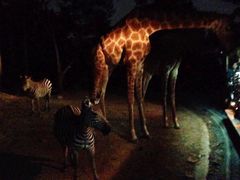 -清迈夜间动物园