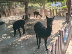 -泉州海丝野生动物世界