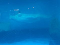 -海合安武汉极地海洋公园