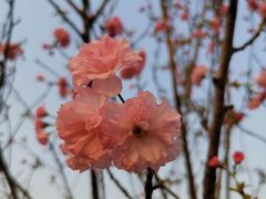 -观澜湖生态运动公社