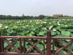-荷塘月色湿地公园·向阳花洲