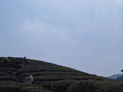 -听风阁农家私房菜茶楼(龙坞店)