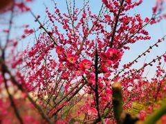 -重庆彩云湖湿地公园