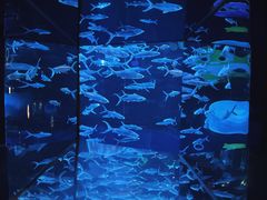 -香港海洋公园