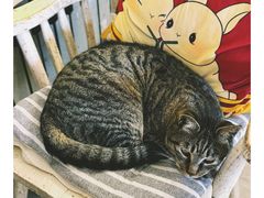 -海边的猫和咖啡馆