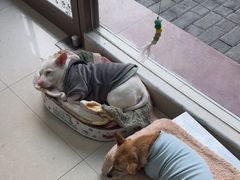 -瑞鹏宠物医院·夜间急症·心超·猫科(祖庙分店)