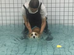 -柚子宠物(伊珊娜调理店)