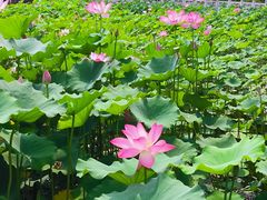 -莲花池公园