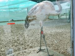 -盐城丹顶鹤湿地生态旅游区