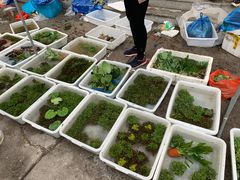 -华声天桥民俗文化园