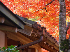-常寂光寺
