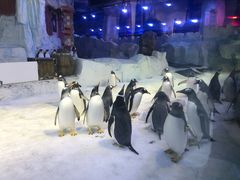 -芜湖新华联大白鲸海洋公园