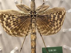 -国家自然博物馆