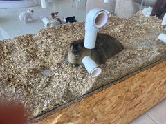 -怪兽屋·羊驼·猫咖·狗咖(俊华广场店)