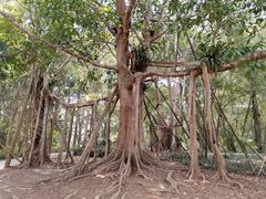 -中国科学院西双版纳热带植物园