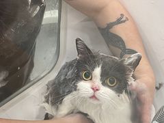 -爱洗澡的猫(望京店)