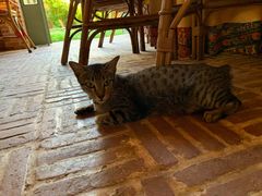 -Champey Cooking Class