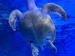 -泉城欧乐堡海洋极地世界