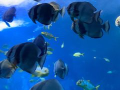 -太平洋海底世界