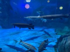 -烟台海昌鲸鲨海洋公园