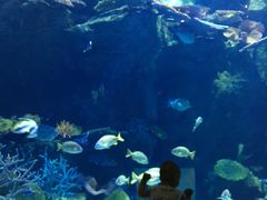 -暹罗海洋世界