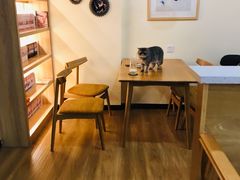 -滚猫咖啡·猫咖·猫友好撸猫(未来城店)