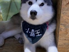 -Husky Go! 哈士奇体验馆·宠物咖啡厅狗咖