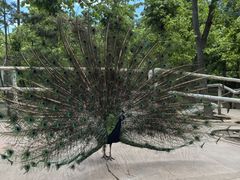 -哈尔滨北方森林动物园