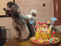 -百好乐宠物友好餐厅(朝外大街店)