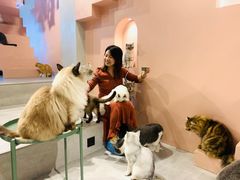-猫儿山۰猫主题餐厅