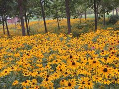 -永定河休闲森林公园