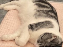 -谐和益家动物医院·免疫绝育·血液透析·宠保定点医院(高新伊藤分院)