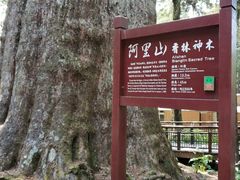 -阿里山神木遗迹