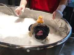 -PETKIT小佩宠物·低压洗护(国顺东路店)