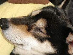 -逗柴咖啡屋·狗咖猫咖宠物桌游