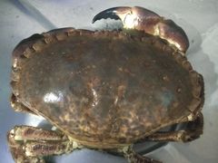 -张记老街里海鲜美食城(劈柴院店)
