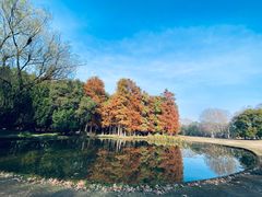 -上海共青森林公园