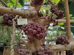 -呀路古热带植物园