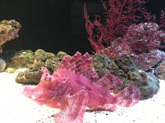 -暹罗海洋世界