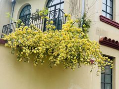 -徐家汇源景区-衡山公园